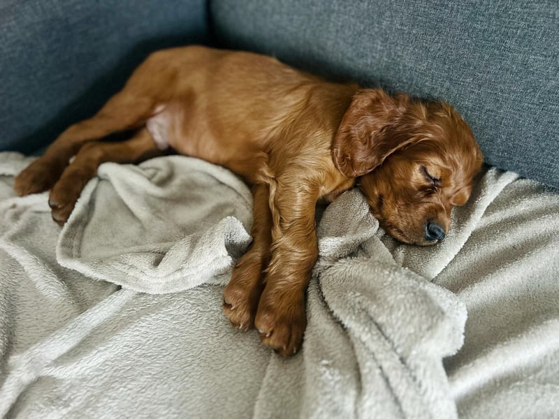 Írish Setter