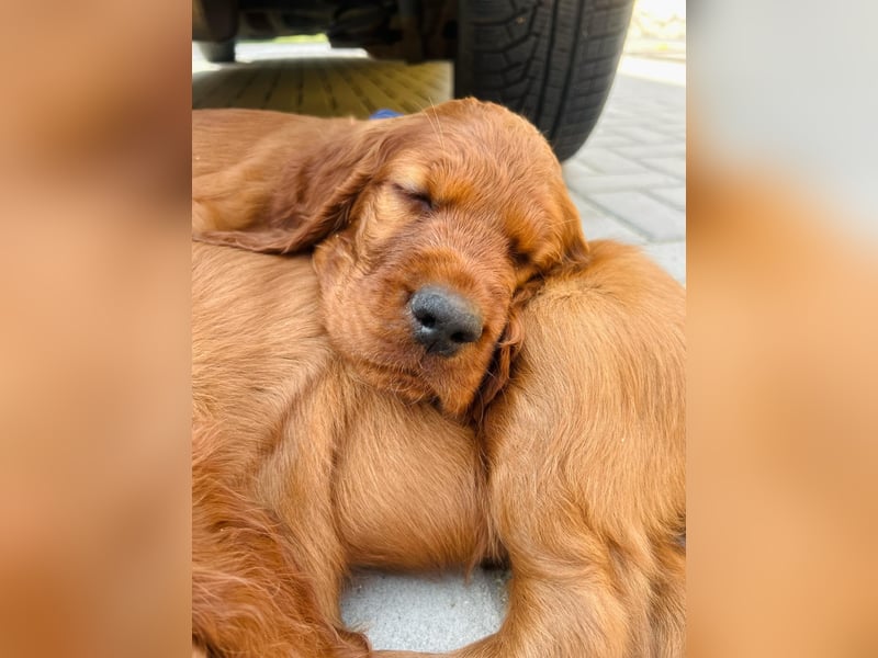 Írish Setter