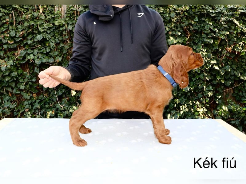 Írish Setter