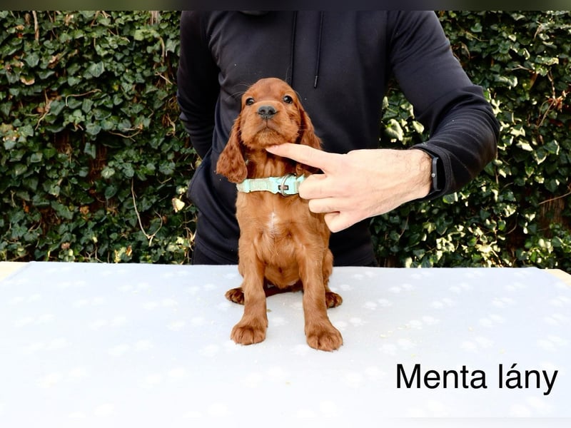 Írish Setter
