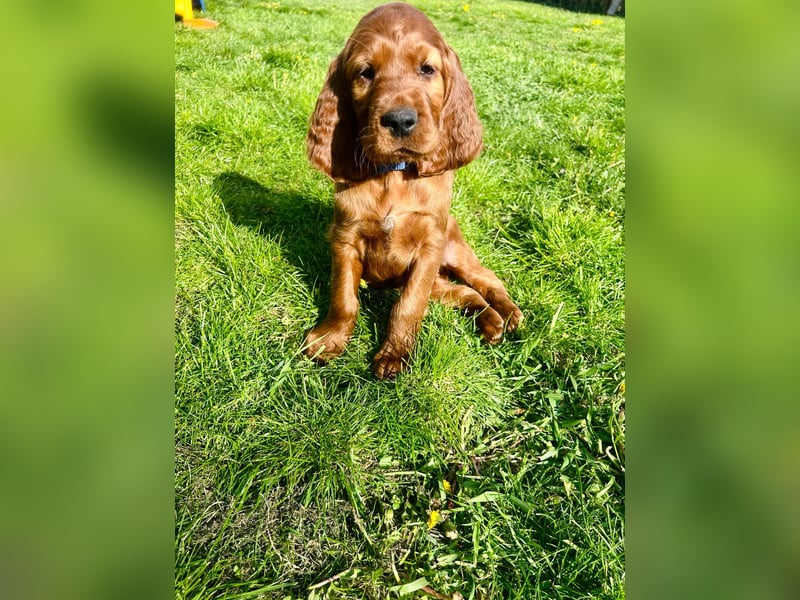 Írish Setter