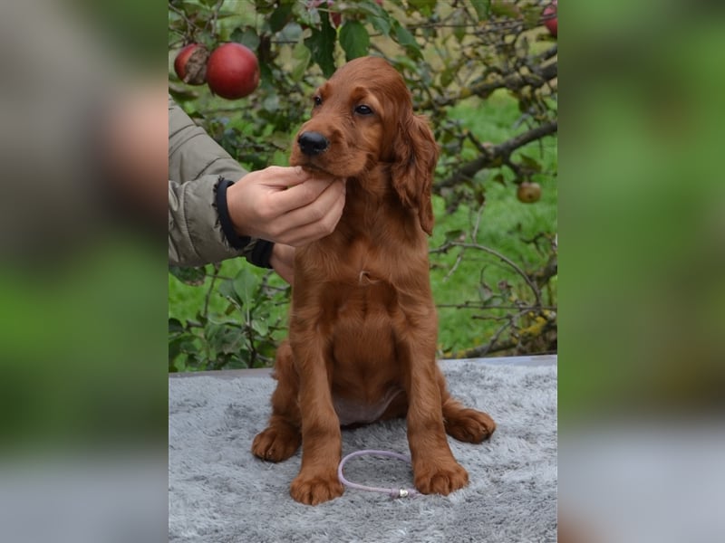 Irish Red Setter mit Ahnentafel (FCI-Registrierte Zucht)