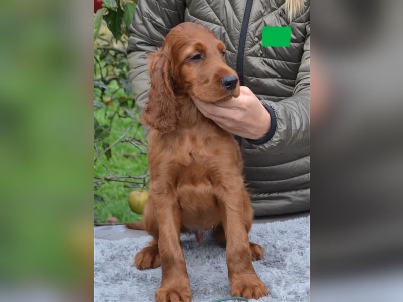 Irish Red Setter mit Ahnentafel (FCI-Registrierte Zucht)