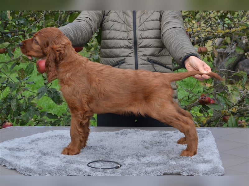 Irish Red Setter mit Ahnentafel (FCI-Registrierte Zucht)