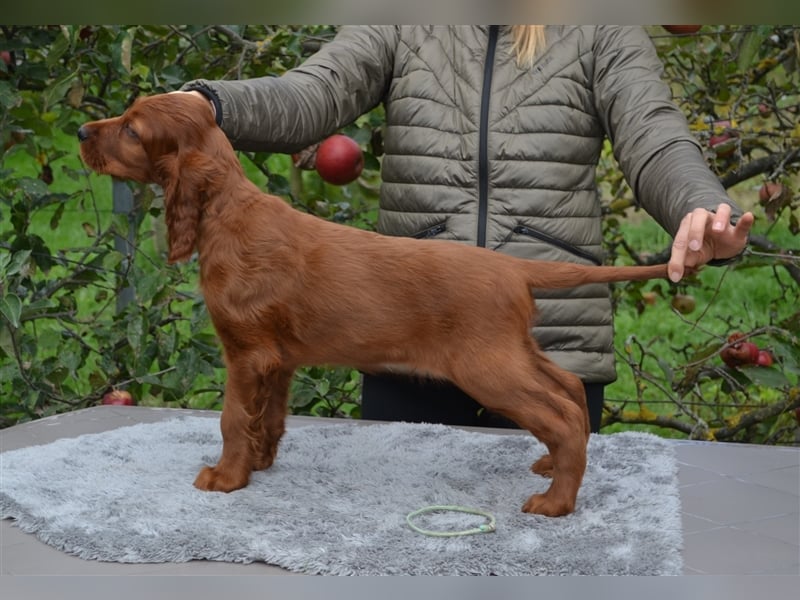 Irish Red Setter mit Ahnentafel (FCI-Registrierte Zucht)