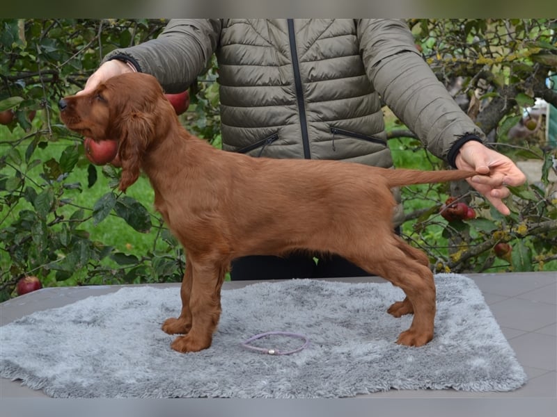 Irish Red Setter mit Ahnentafel (FCI-Registrierte Zucht)