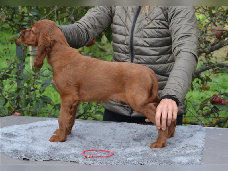 Irish Red Setter mit Ahnentafel (FCI-Registrierte Zucht)