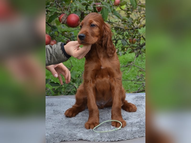 Irish Red Setter mit Ahnentafel (FCI-Registrierte Zucht)