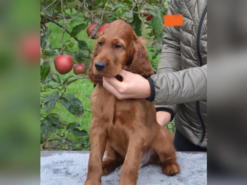 Irish Red Setter mit Ahnentafel (FCI-Registrierte Zucht)