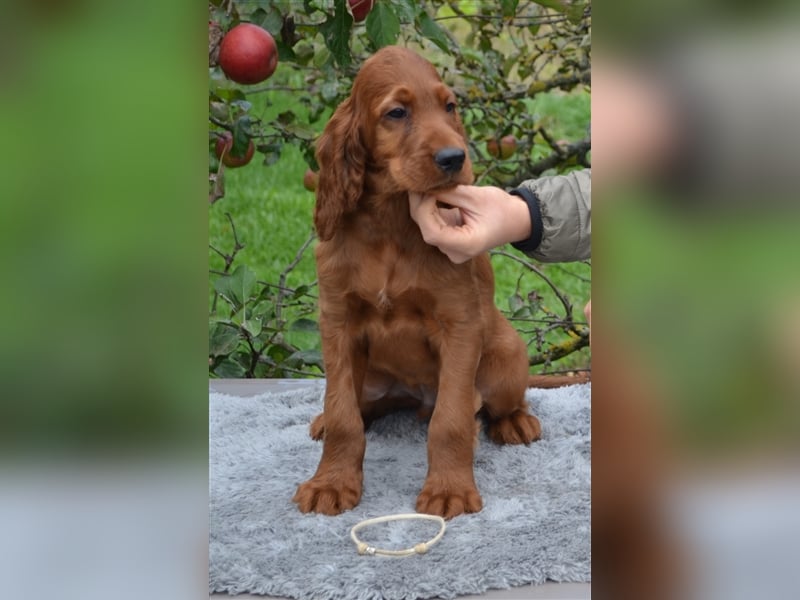 Irish Red Setter mit Ahnentafel (FCI-Registrierte Zucht)