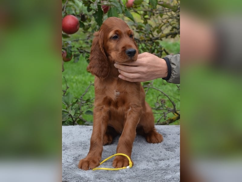 Irish Red Setter mit Ahnentafel (FCI-Registrierte Zucht)