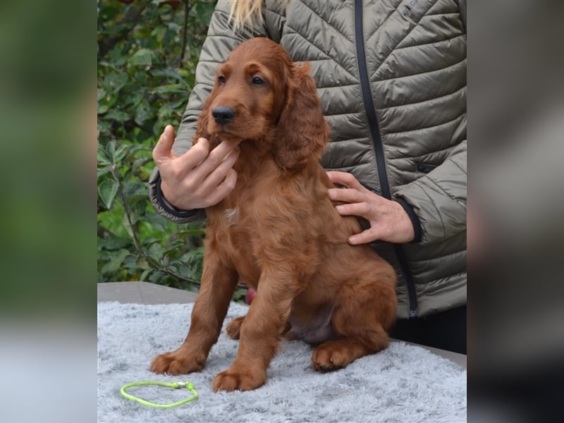 Irish Red Setter mit Ahnentafel (FCI-Registrierte Zucht)