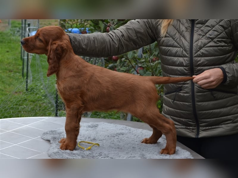 Irish Red Setter mit Ahnentafel (FCI-Registrierte Zucht)