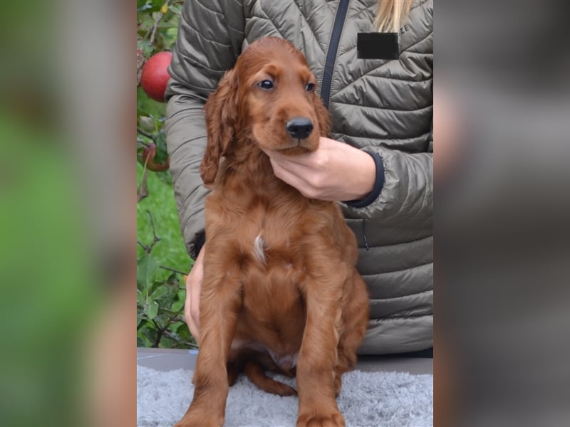 Irish Red Setter mit Ahnentafel (FCI-Registrierte Zucht)