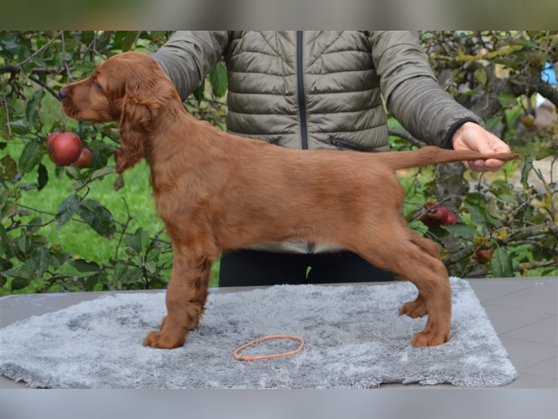 Irish Red Setter mit Ahnentafel (FCI-Registrierte Zucht)