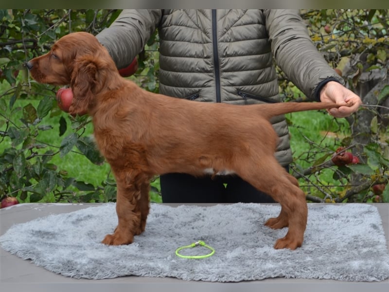 Irish Red Setter mit Ahnentafel (FCI-Registrierte Zucht)