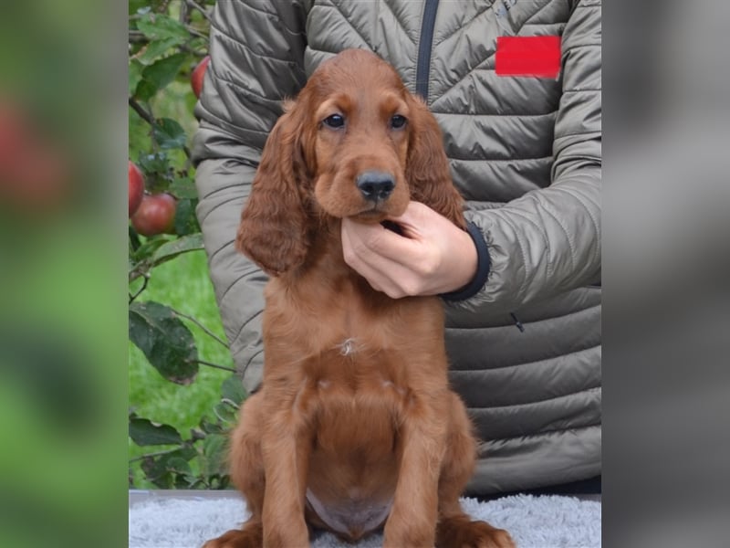 Irish Red Setter mit Ahnentafel (FCI-Registrierte Zucht)