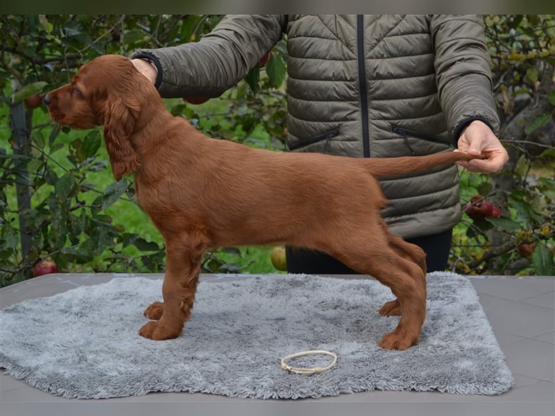 Irish Red Setter mit Ahnentafel (FCI-Registrierte Zucht)