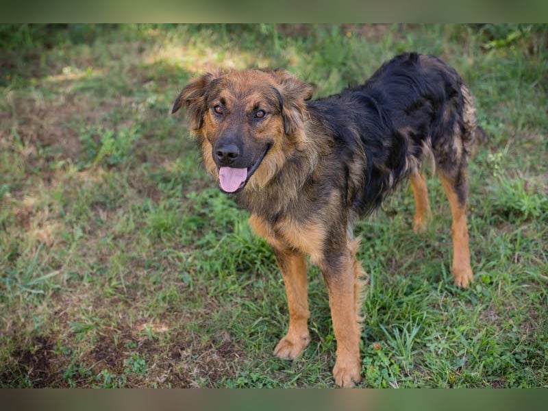 Kayce - der Irish Setter (Mischling) ist verträglich und gehorsam