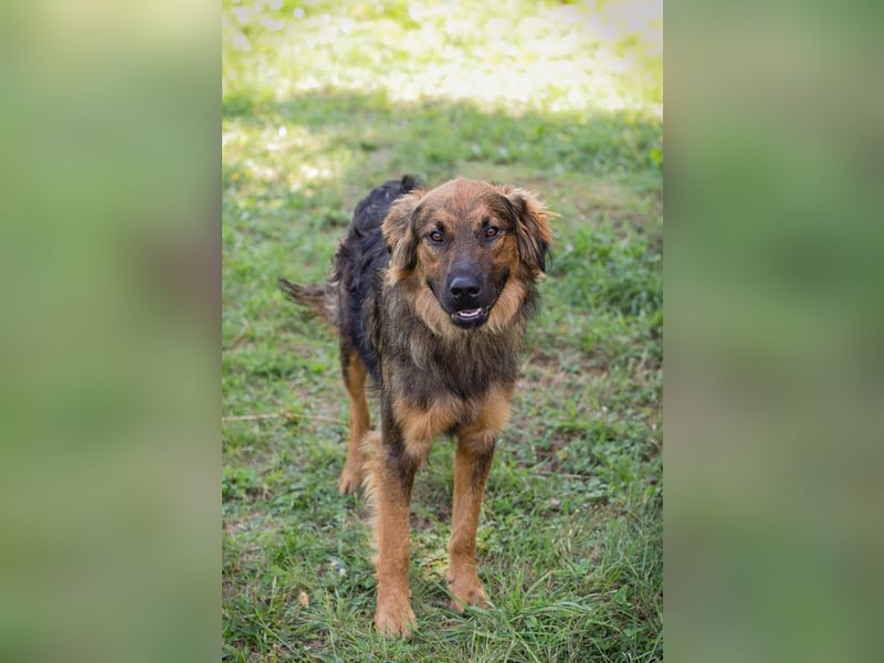 Kayce - der Irish Setter (Mischling) ist verträglich und gehorsam