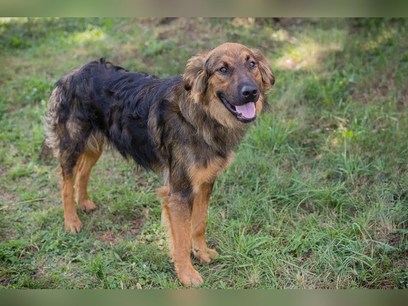 Kayce - der Irish Setter (Mischling) ist verträglich und gehorsam