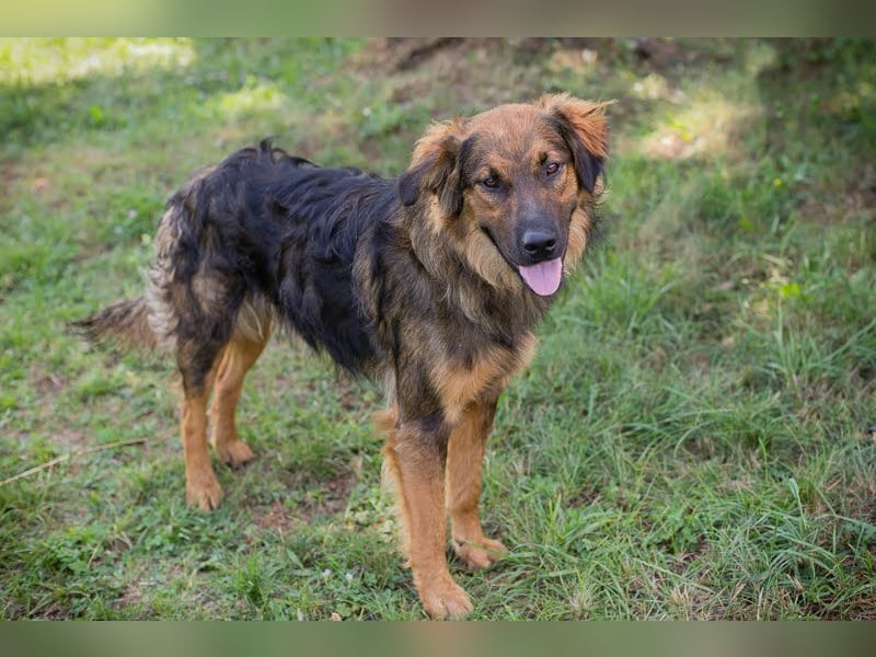Kayce - der Irish Setter (Mischling) ist verträglich und gehorsam