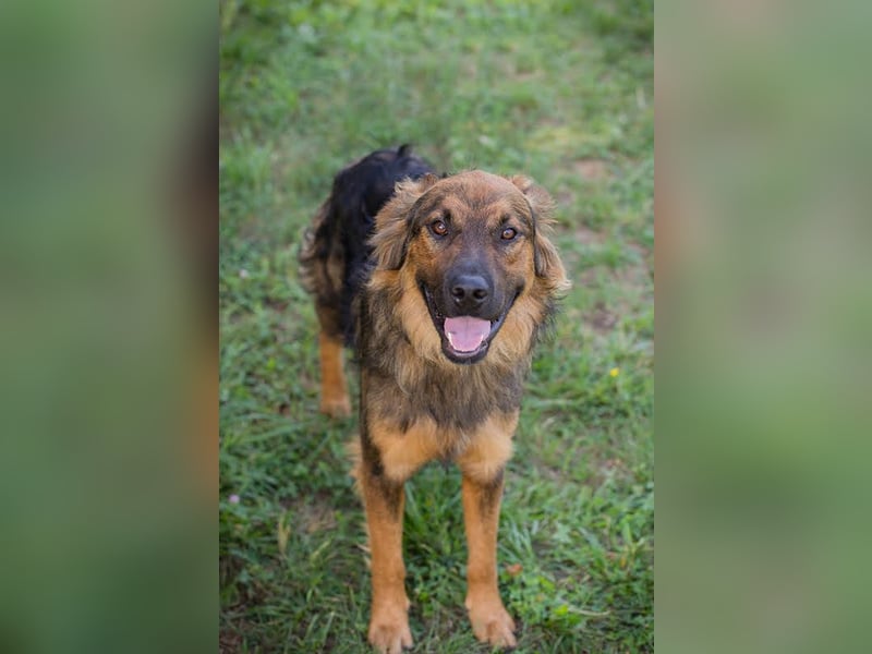Kayce - der Irish Setter (Mischling) ist verträglich und gehorsam