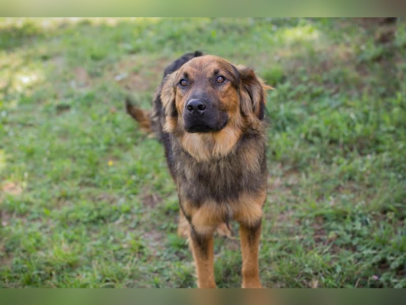 Kayce - der Irish Setter (Mischling) ist verträglich und gehorsam