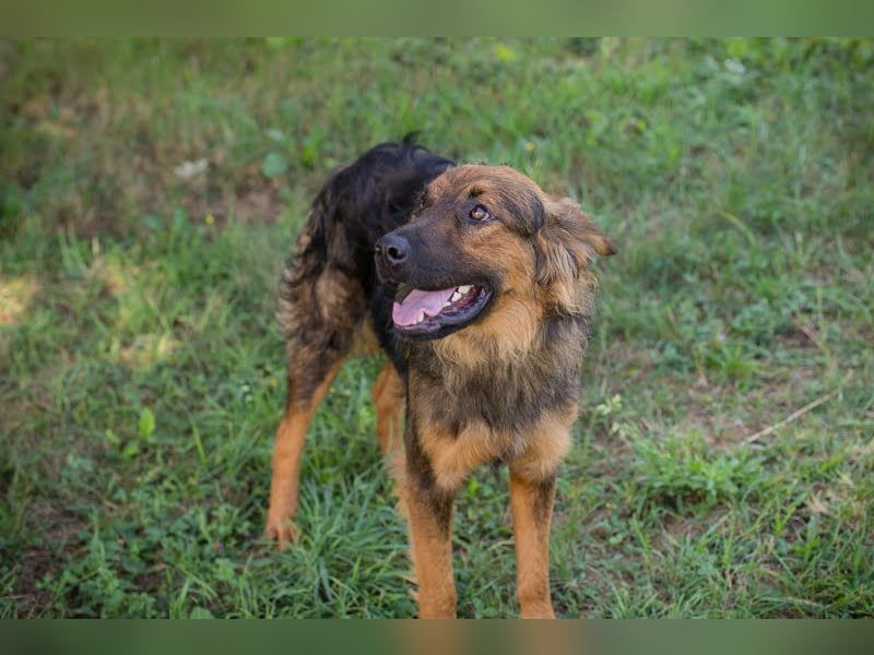 Kayce - der Irish Setter (Mischling) ist verträglich und gehorsam
