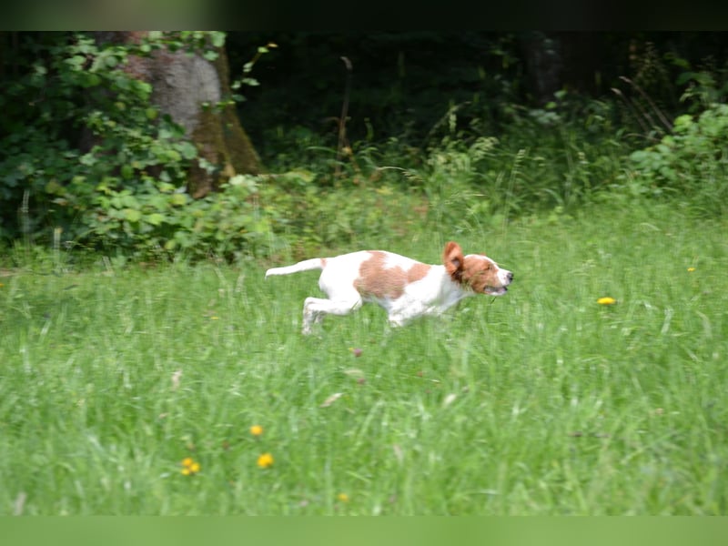  Alard – Irish Red and White Setter Rüde mit Power & Charme 