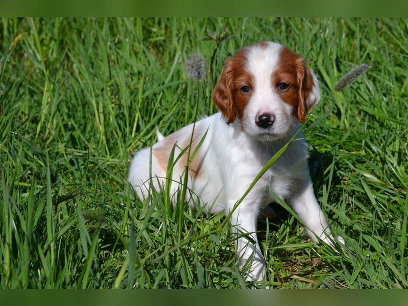 Sportlicher Familienhund - Irish Red and White Setter