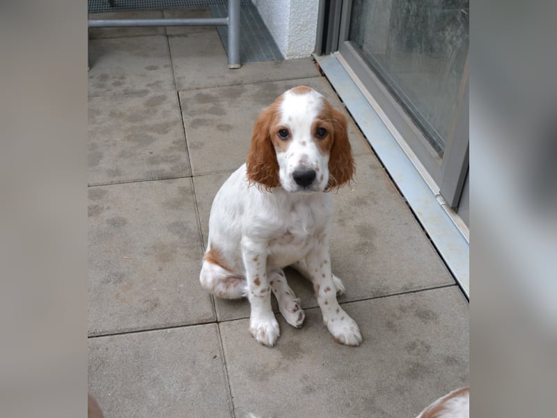 Sportlicher Familienhund - Irish Red and White Setter