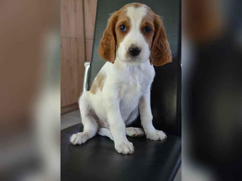 Sportlicher Familienhund - Irish Red and White Setter