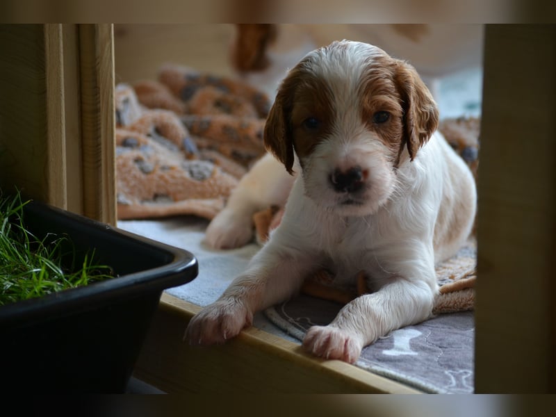 Sportlicher Familienhund - Irish Red and White Setter
