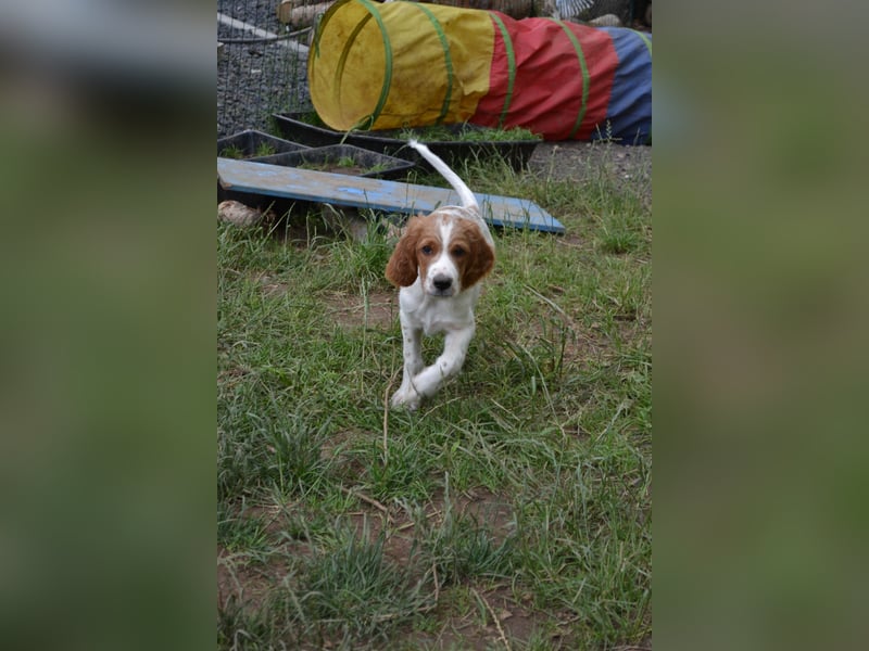  Alard – Irish Red and White Setter Rüde mit Power & Charme 