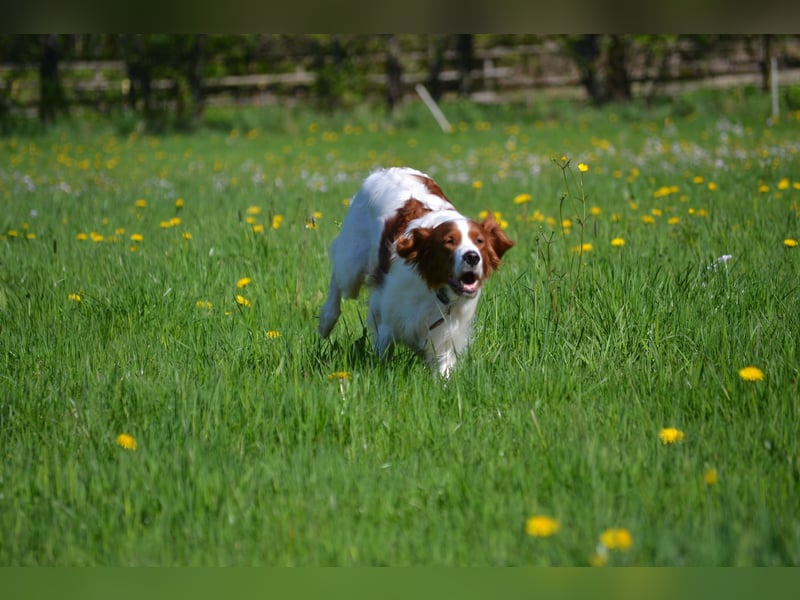 Sportlicher Familienhund - Irish Red and White Setter