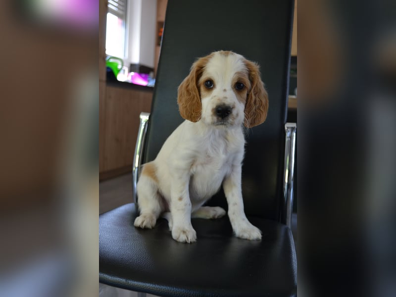 Sportlicher Familienhund - Irish Red and White Setter