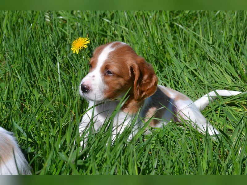Sportlicher Familienhund - Irish Red and White Setter