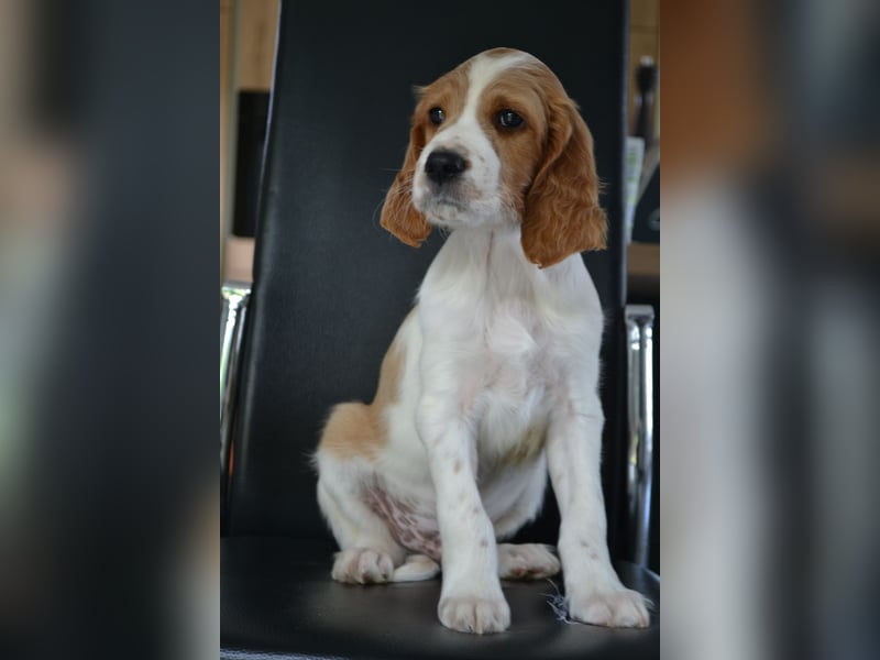 Sportlicher Familienhund - Irish Red and White Setter
