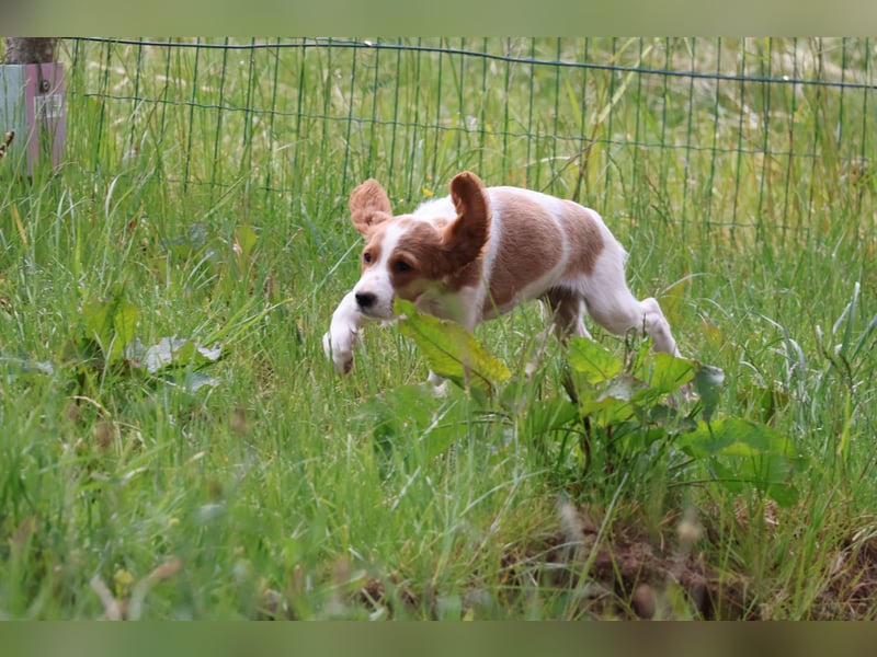 Sportlicher Familienhund - Irish Red and White Setter