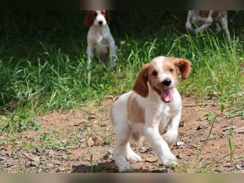 Sportlicher Familienhund - Irish Red and White Setter