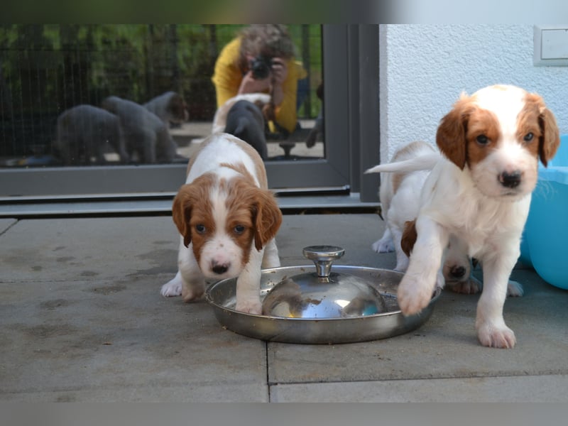 Sportlicher Familienhund - Irish Red and White Setter