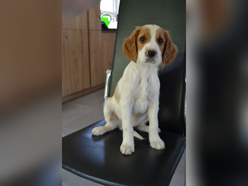 Feuerkopf - Irish Red and White Setter
