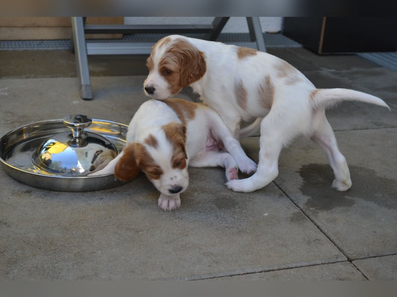 Sportlicher Familienhund - Irish Red and White Setter