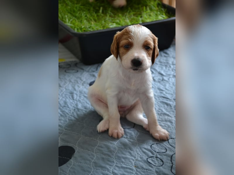 Sportlicher Familienhund - Irish Red and White Setter