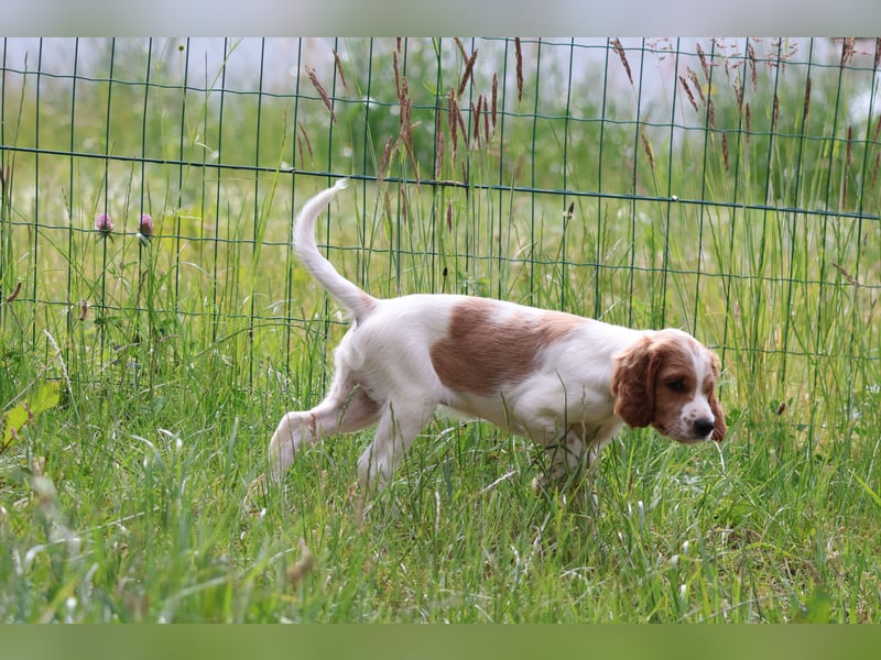  Alard – Irish Red and White Setter Rüde mit Power & Charme 