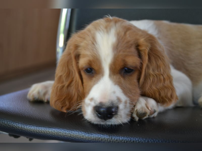 Sturmtatze - Irish Red and White Setter