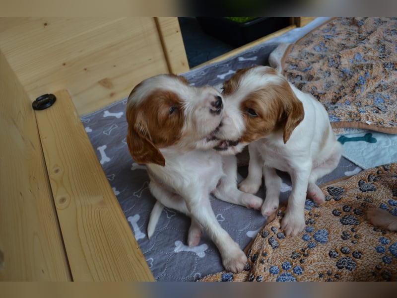 Sportlicher Familienhund - Irish Red and White Setter