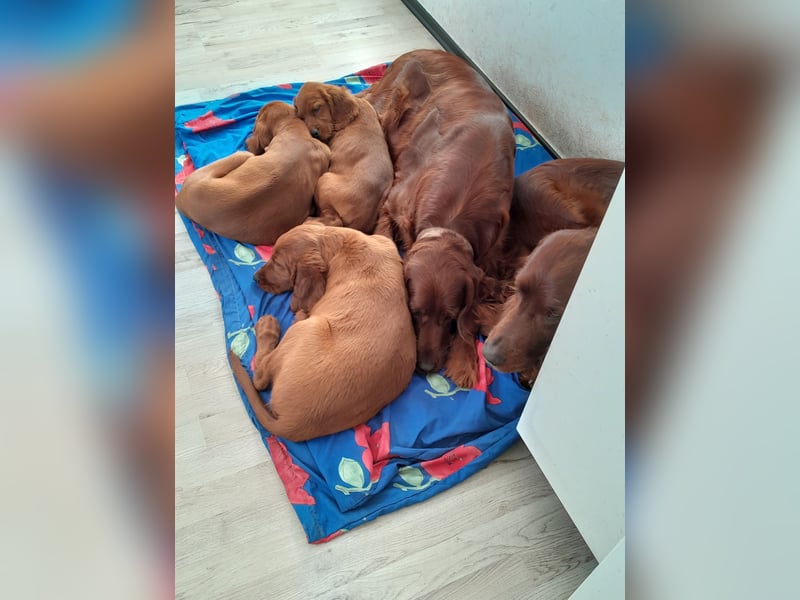 Irish Red Setter Welpen