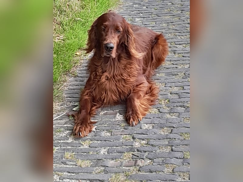Setterwelpen